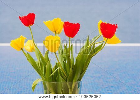 Yellow and red tulips in a vase by a villa swimming pool in Pomos Cyprus