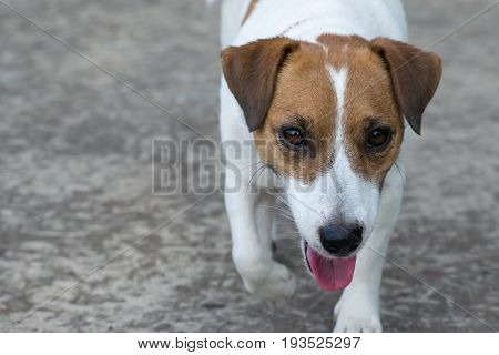A dog Jack Russell Terrier walking making a step