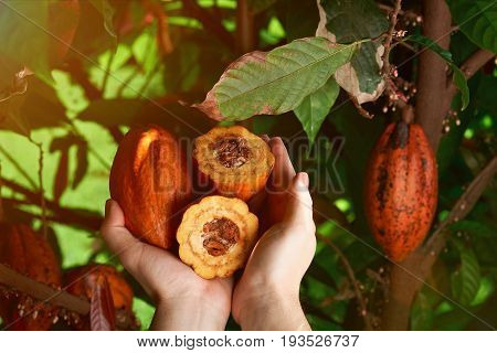 Cacao crops in hands close-up. Fresh cocoa beans on suuny light background