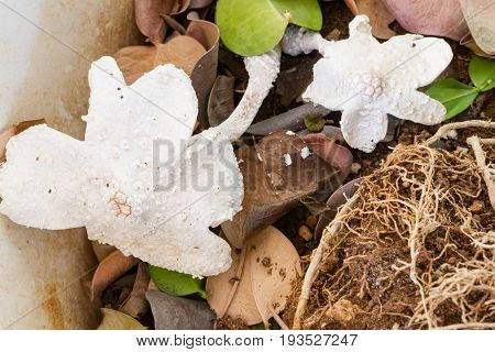 White bracket fungi in a flower pot