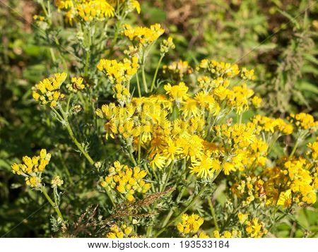 Stock Photo - Hoary Ragwort (jacobaea Erucifolia / Senecio Erucifolius) In Flower