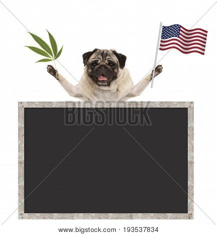 Happy smiling pug puppy dog waving American National flag of USA with blank blackboard isolated on white background