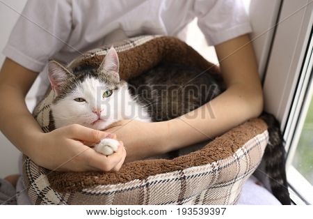 Cat In Cat Bed On Human Knees