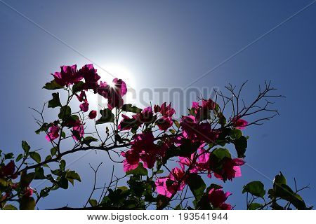 Pink bougainvillea flowers with blue sky and sun rays