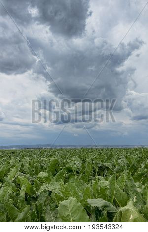 Sugar beet crops field agricultural landscape. Agriculture background.