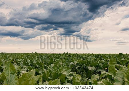 Sugar beet crops field agricultural landscape. Agriculture background.