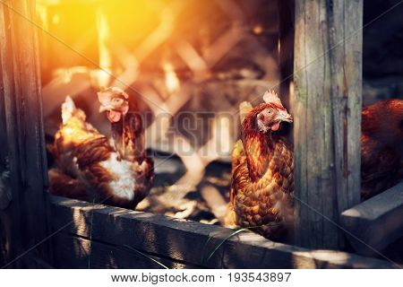 A flock of chickens is moving around the pens. Concept farming.