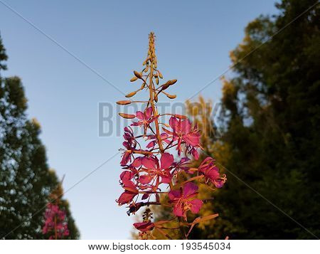 The Lagerstroemia Plant of crape myrtle or crepe myrtle near Maastricht by Geulhem!