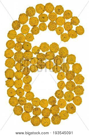 Arabic Numeral 6, Six, From Yellow Flowers Of Tansy, Isolated On White Background