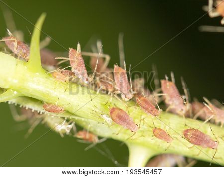 aphids on the plant. close . A photo