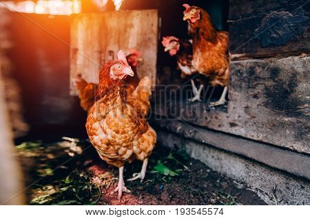 A flock of chickens is moving around the pens. Concept farming.
