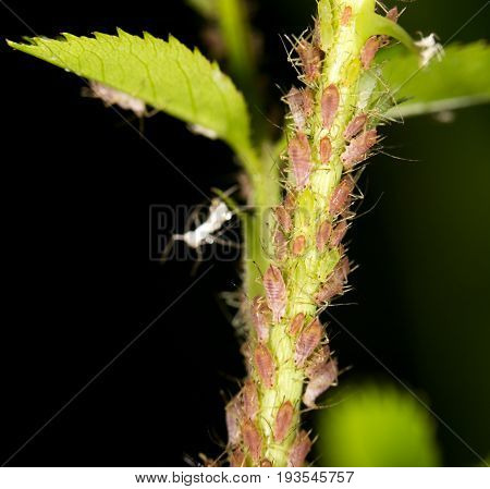 aphids on the plant. close . A photo