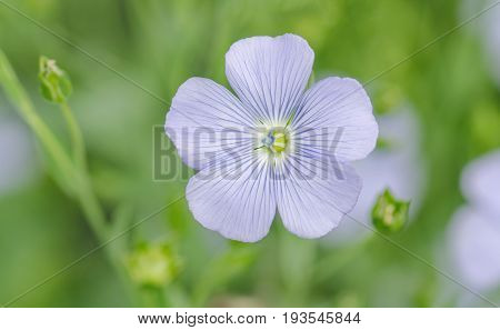Linum Perenne Perennial Flax . Blue Flowers Of Flax