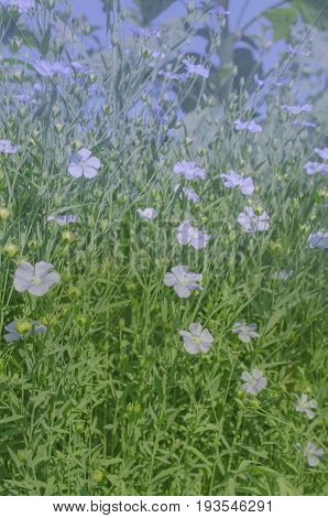 Linum Perenne Perennial Flax . Blue Flowers Of Flax