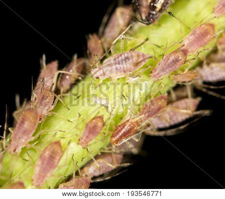 aphids on the plant. close . A photo