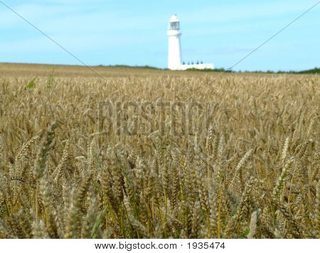 Flamborough_Head 6