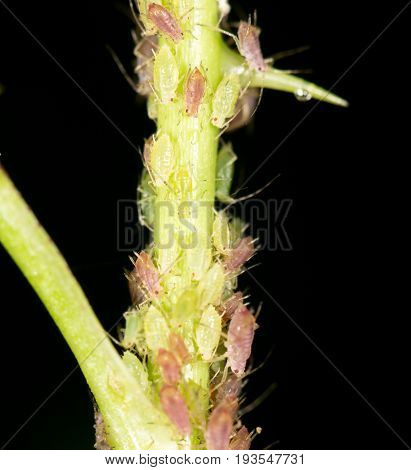 aphids on the plant. close . A photo