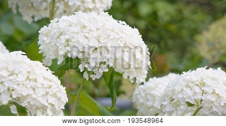 Inflorescence of a white hydrangea on green