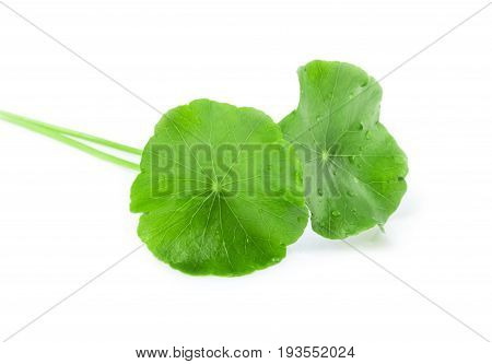 Closeup leaf of Gotu kola Asiatic pennywort Indian pennywort on white background herb and medical concept