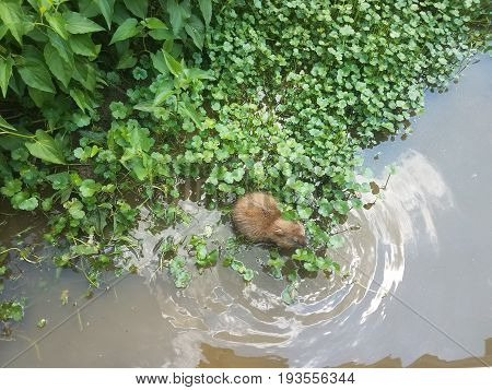 muskrat eating in the water in wetland area