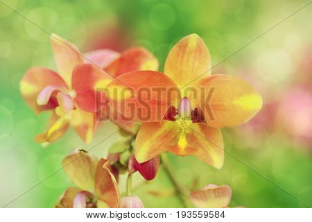 Coral pink color Spathoglottis or Ground orchid flower soft focus with spring bokeh background..