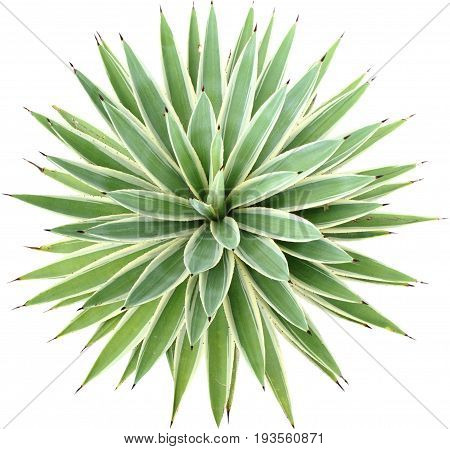 Green Agave angustifolia (Marginata) isolated on white background.