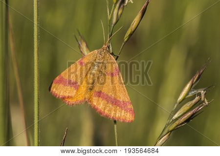 Purple-barred Yellow (lythria Cruentaria)