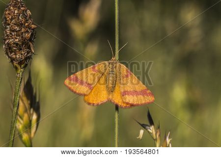 Purple-barred Yellow (lythria Cruentaria)