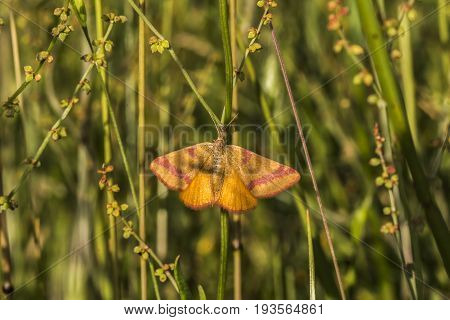 Purple-barred Yellow (lythria Cruentaria)