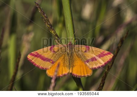 Purple-barred Yellow (lythria Cruentaria)