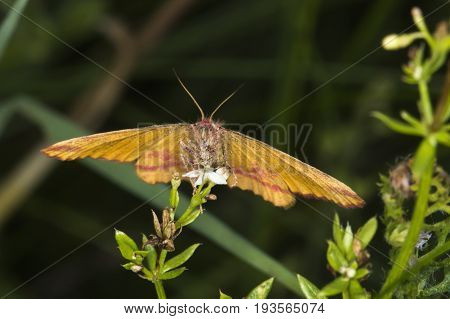 Purple-barred Yellow (lythria Cruentaria)