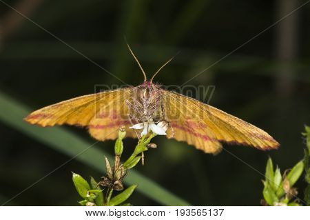 Purple-barred Yellow (lythria Cruentaria)