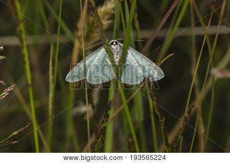 Grass Emerald (pseudoterpna Pruinata)