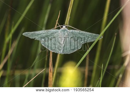 Grass Emerald (pseudoterpna Pruinata)