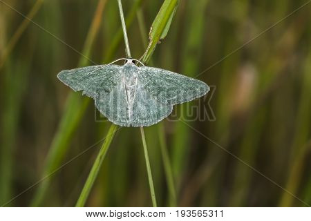 Grass Emerald (pseudoterpna Pruinata)