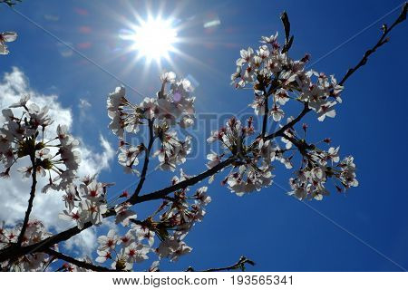 Cherry blosssom in summer japan sun rise