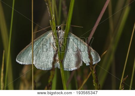 Grass Emerald (pseudoterpna Pruinata)
