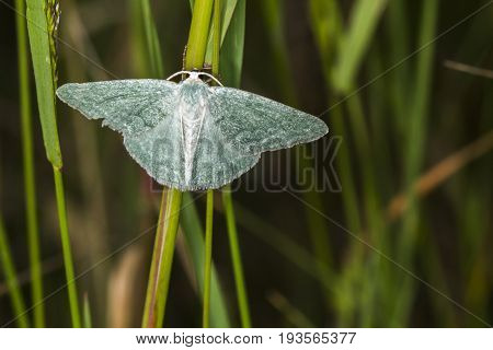 Grass Emerald (pseudoterpna Pruinata)