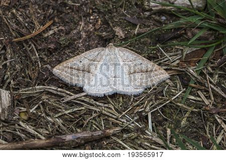 Brown Silver-line (petrophora Chlorosata)