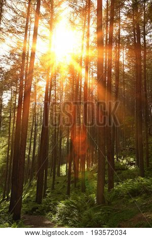 Coniferous Forest