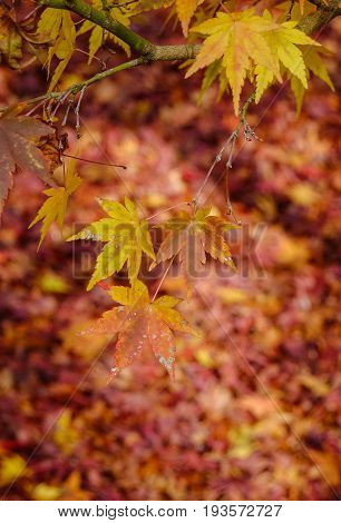 Autumn Scenery In Kyoto, Japan
