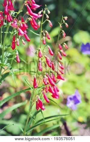 Red flower penstemon close-up. Flower in the garden