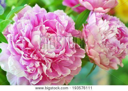 Pink peony flower close-up. Flower in the garden