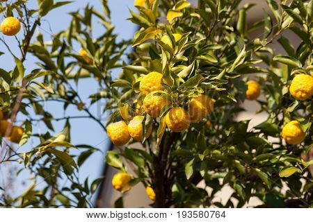 Leech lime or Bergamot fruits hanging on its tree