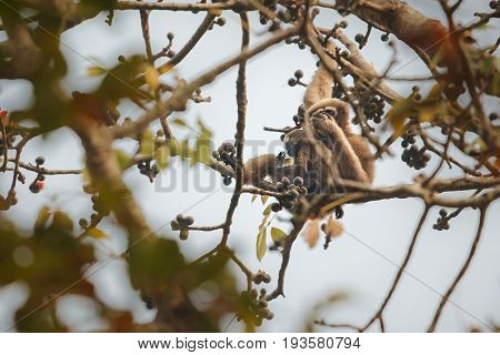 hoolock gibbon high on a tree/wild indian monkey in the indian forest/gibbon wildlife sanctuary in India