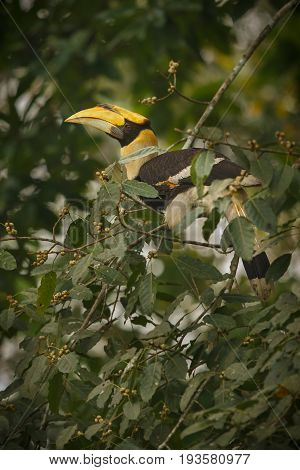 Beautiful endangered great hornbill on a tree in kaziranga india
