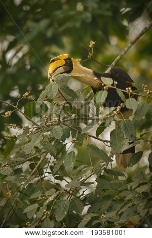 Beautiful endangered great hornbill on a tree in kaziranga india