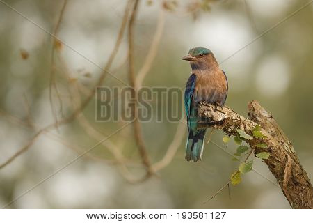 Indian roller sitting on a tree with the nice soft background, Indian roller with the nice soft background, Kaziranga National Park in indian Assam.