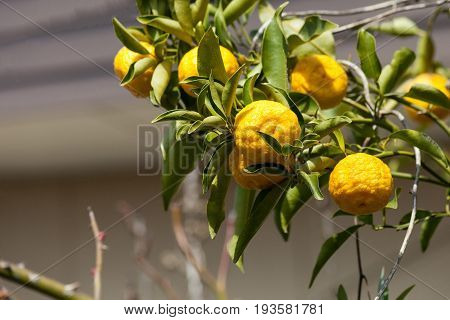 Leech lime or Bergamot fruits hanging on its tree