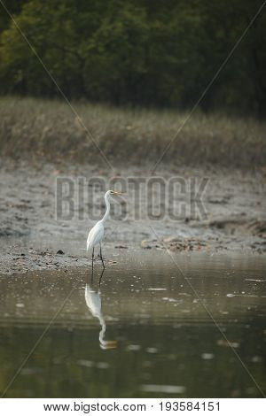 Beautiful white heron flying in Sundarbans tiger reserve in India